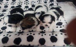 Shih Tzu dogs for sale: Shihtzu puppies  - Image 6