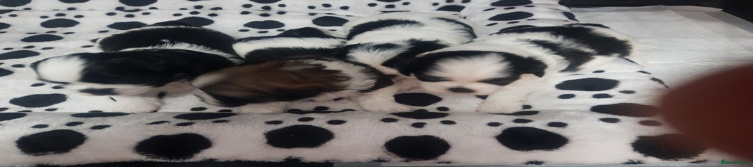 Shih Tzu Puppy 2