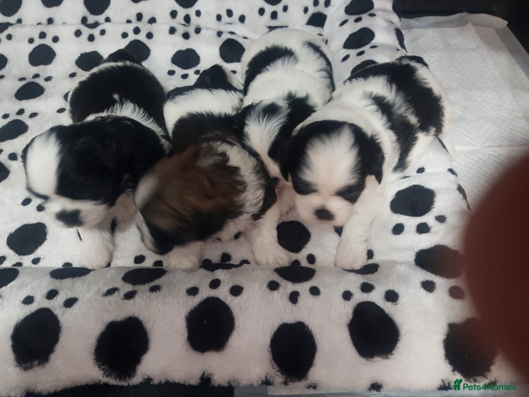 Shih Tzu dogs for sale: Shihtzu puppies  - Image 6