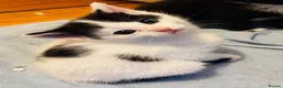 Mixed Breed cats for sale: Kittens 2girls 2boys left ginger/white ready today - Advert 13