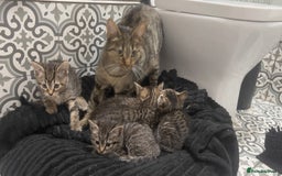 Mixed Breed cats for sale: Kittens looking for home  - Advert 7