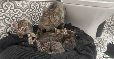 Mixed Breed cats Kittens looking for home  - Advert 4