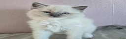 Ragdoll cats for sale: Registered Ragdoll Kittens for Sale - Advert 16