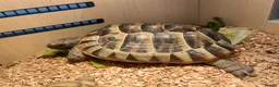 Tortoise reptiles for sale: Greek spur female tortoise with full set up  - Advert 3