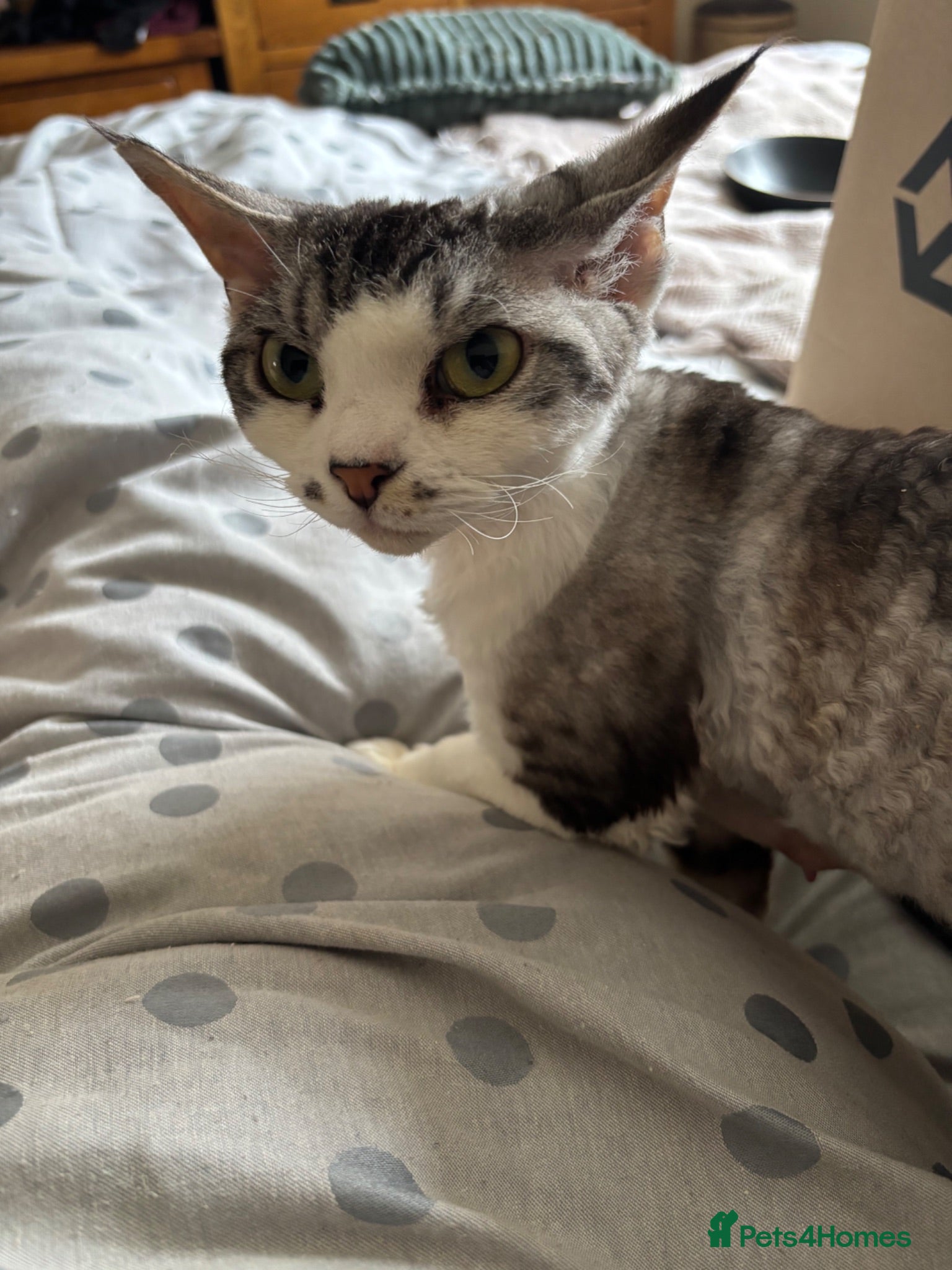 Devon Rex cats Quintelin Devon Rex - Advert 11