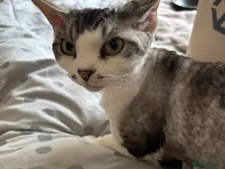 Devon Rex cats Quintelin Devon Rex - Advert 11