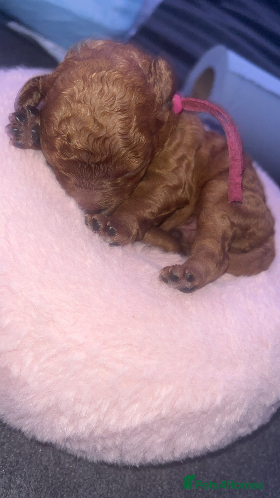 Cavapoo dogs for sale: Playful, affectionate, red Cavapoo puppies  - Image 28