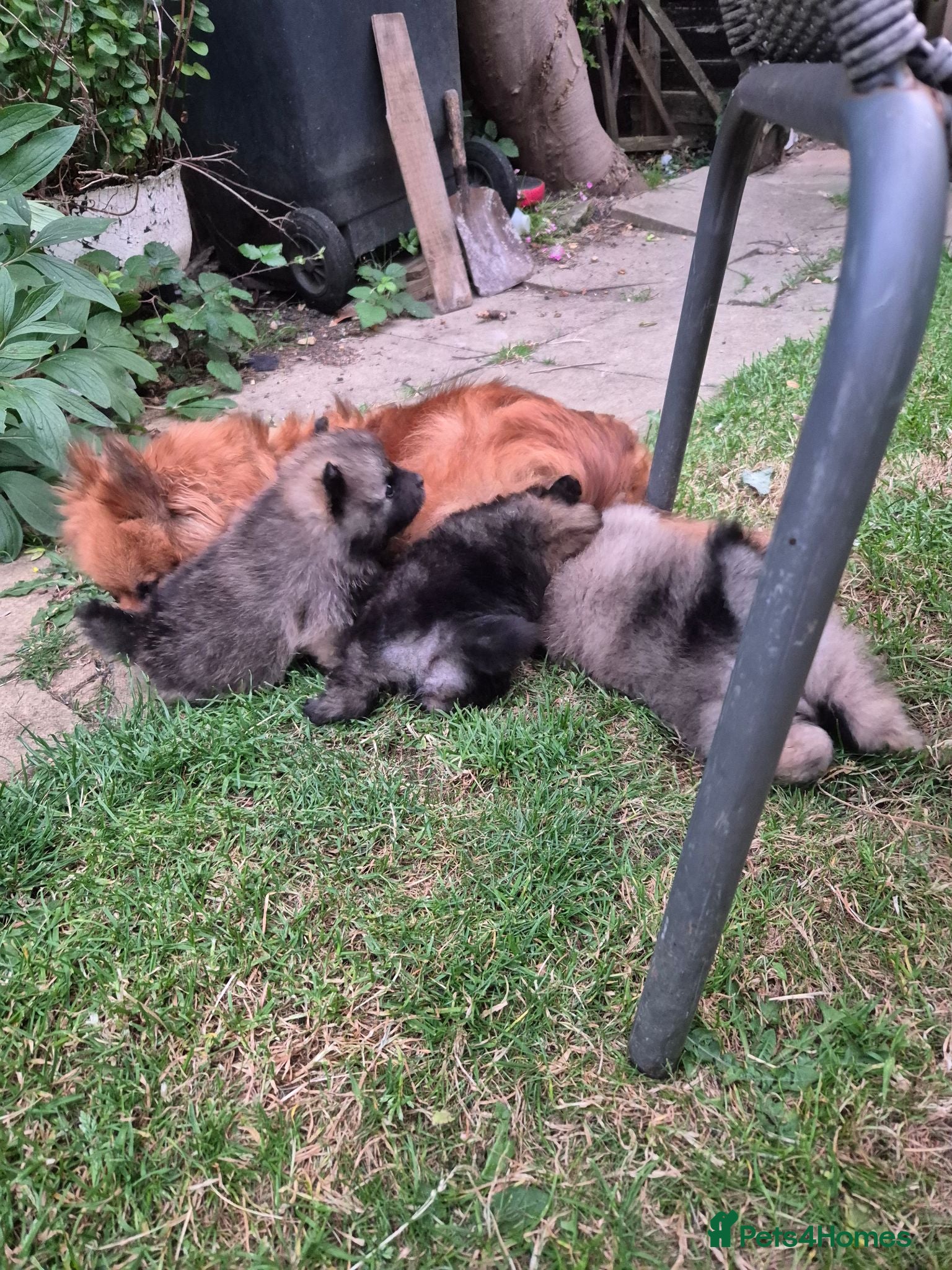Pomeranian dogs Little pomeranian puppies  - Advert 14
