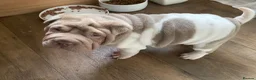 Shar Pei dogs for sale: Beautiful shar pei puppies - Advert 6