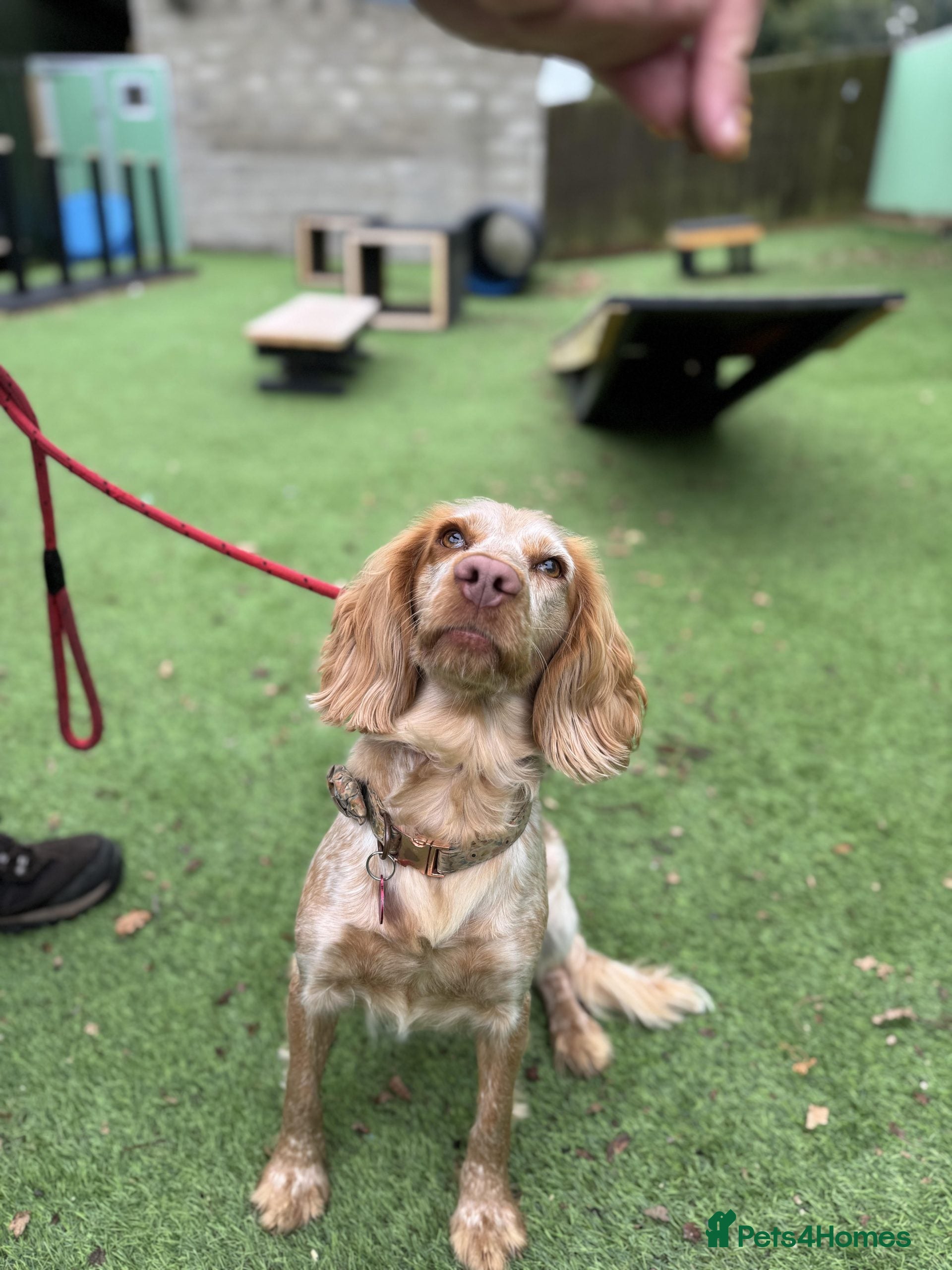 Cockapoo dogs 19 months old peach cockapoo - Advert 3