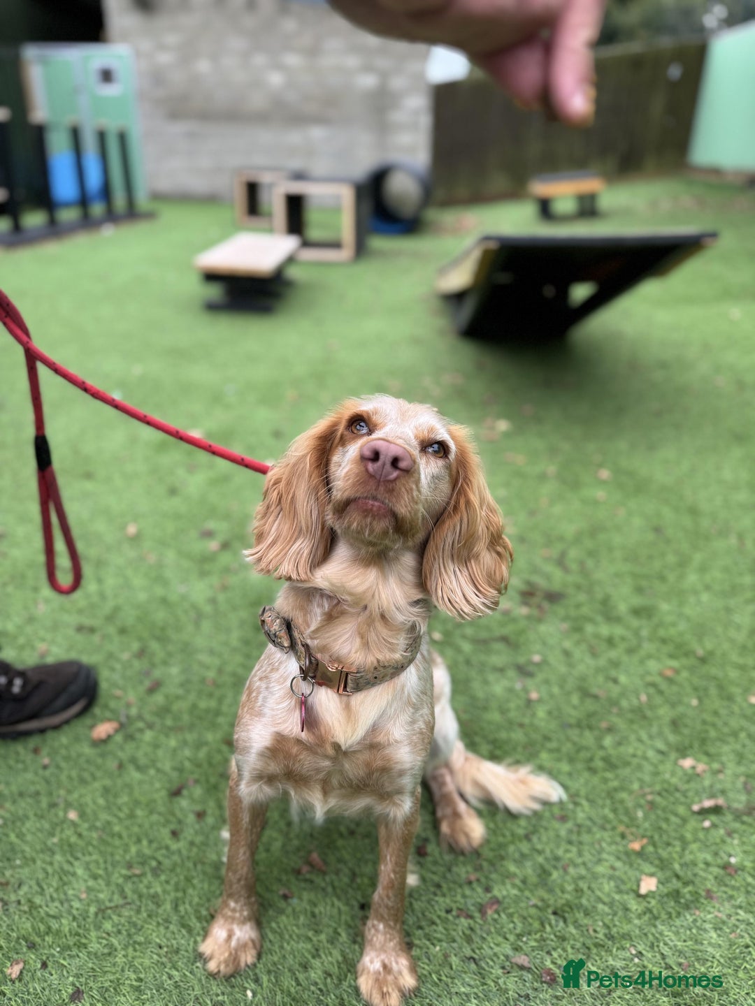 Cockapoo dogs for sale: 19 months old peach cockapoo - Advert 1