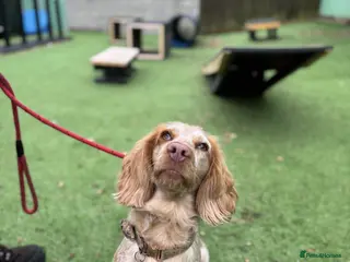 Cockapoo dogs 19 months old peach cockapoo - Advert 9