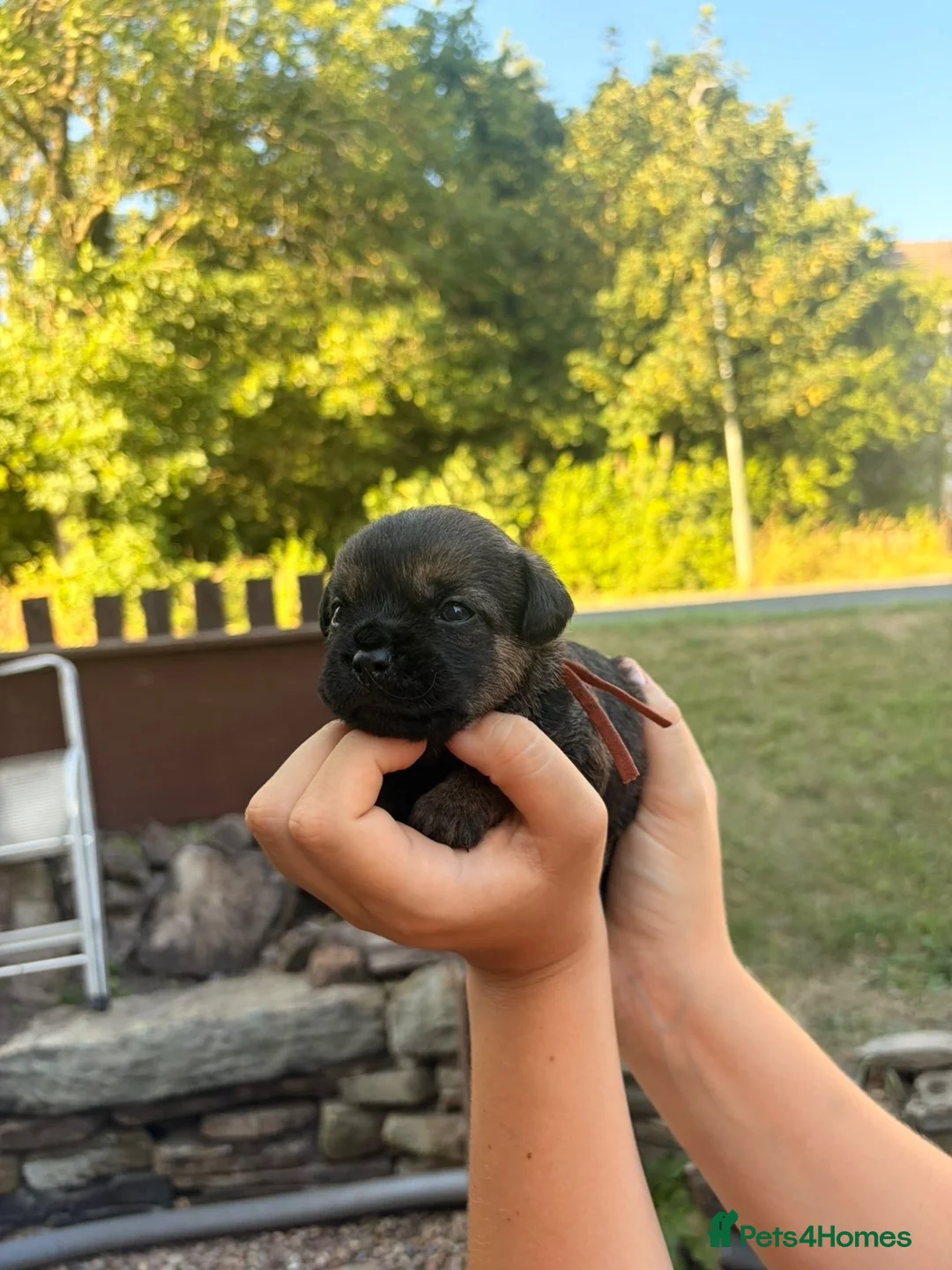 Border Terrier dogs for sale: Stunning border terriers  - Advert 7
