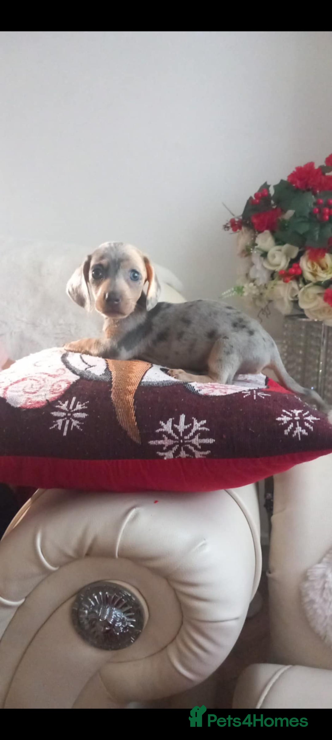 Dachshund dogs for sale: Dashound puppy  - Advert 5