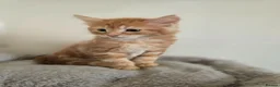 Maine Coon cats for sale: Beautiful Maine coon x - Advert 4