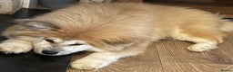 Japanese Akita Inu dogs for sale: 2 stunning longcoats - Advert 8