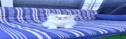 Ragdoll cats for sale: Ragdoll kittens 2 girls 1 boy - Advert 10