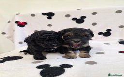 Maltipoo dogs for sale: Maltipoo Puppies 2 Beautiful Girls Available! - Image 14