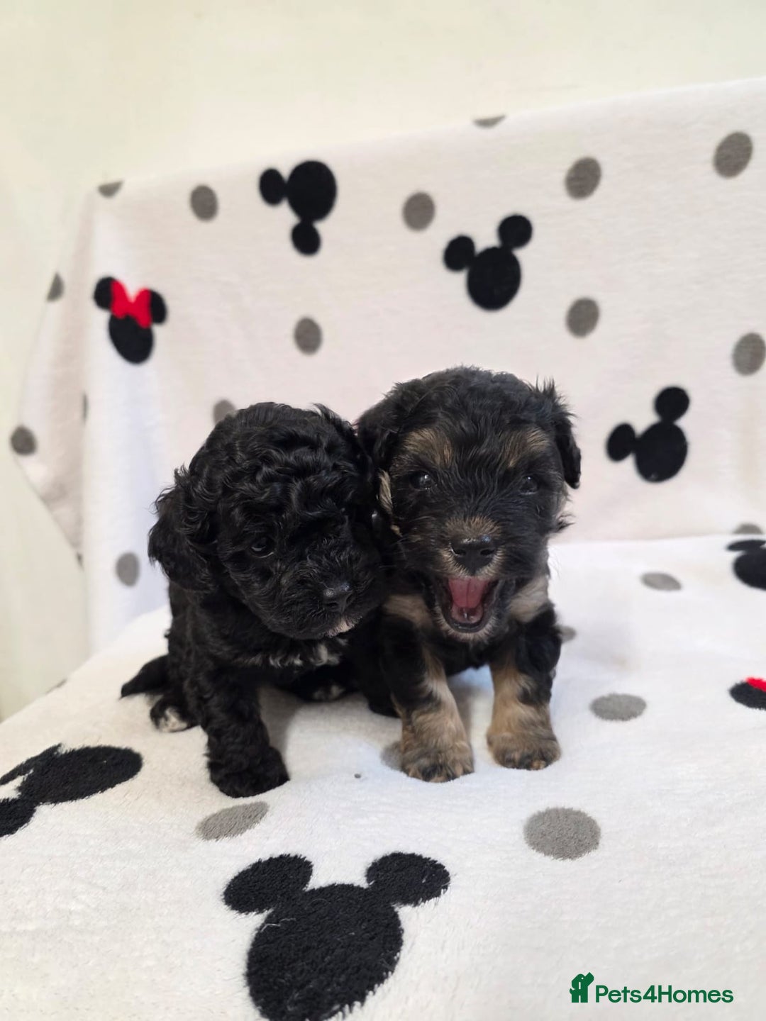 Maltipoo dogs for sale: Maltipoo Puppies 2 Beautiful Girls Available! - Image 14