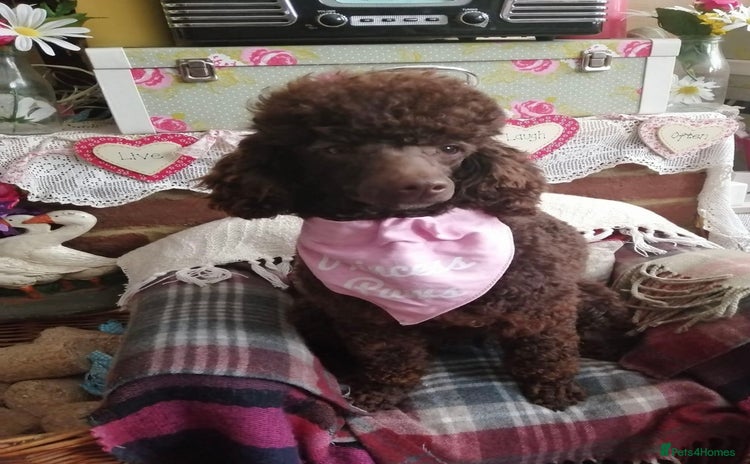 Poodle dogs - Advert 1