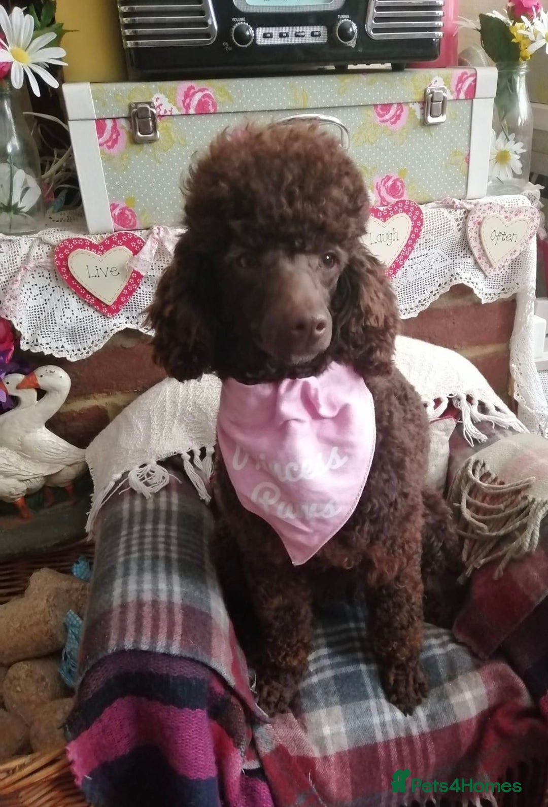 Poodle dogs for sale: Pedigree Poodle Female - Image 1