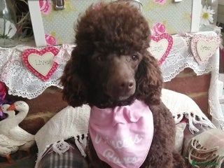 Poodle dogs - Advert 4