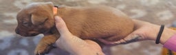 Labrador Retriever dogs for sale: KC Fox Red Labrador Puppys - Advert 23