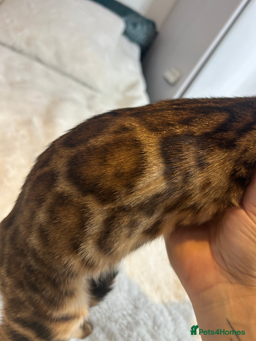Bengal cats for sale: Champion bloodline Bengal kittens - Advert 12