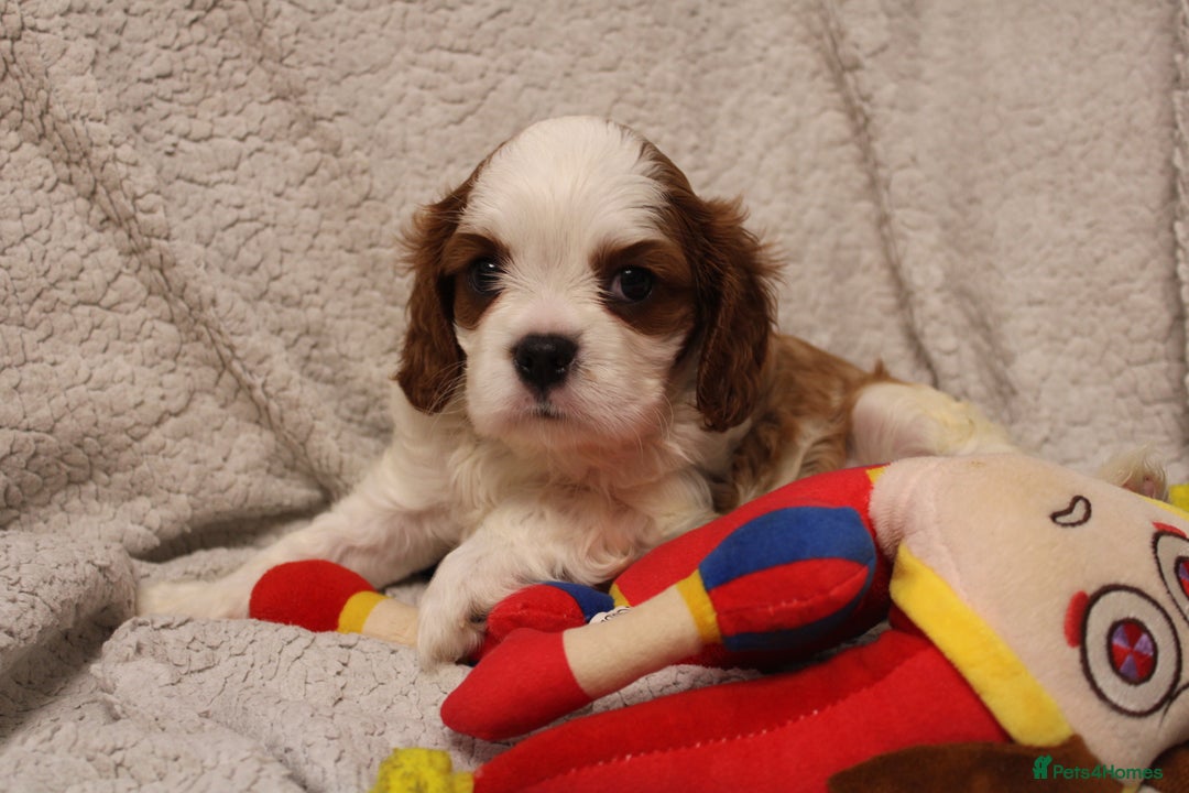 Cavalier King Charles Spaniel dogs for sale: Beautiful Cavalier king charles spaniel puppies - Image 11
