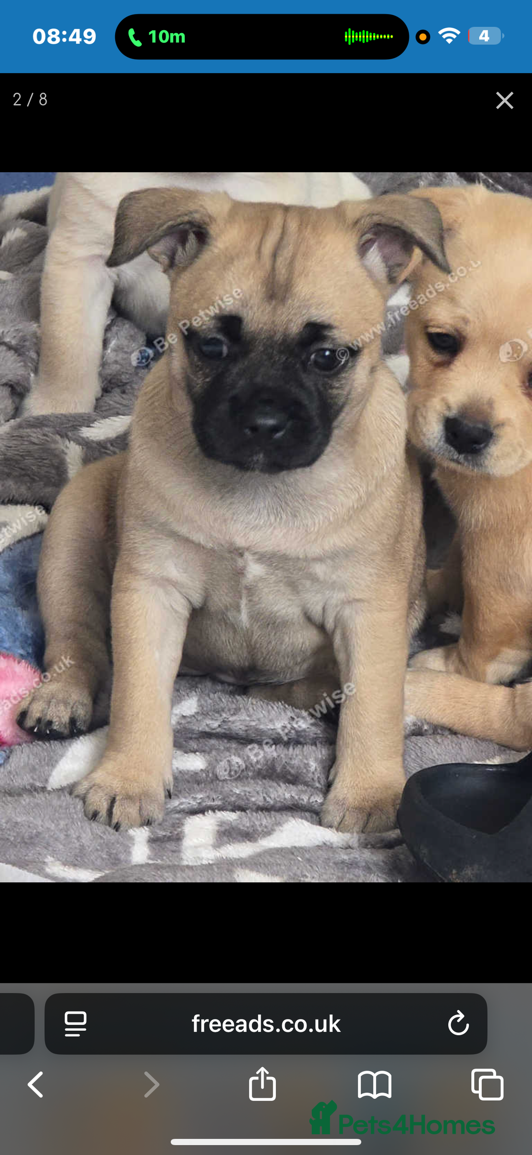 Mixed Breed dogs for sale: Frenchi pomchi puppy 15 weeks old girl - Image 11