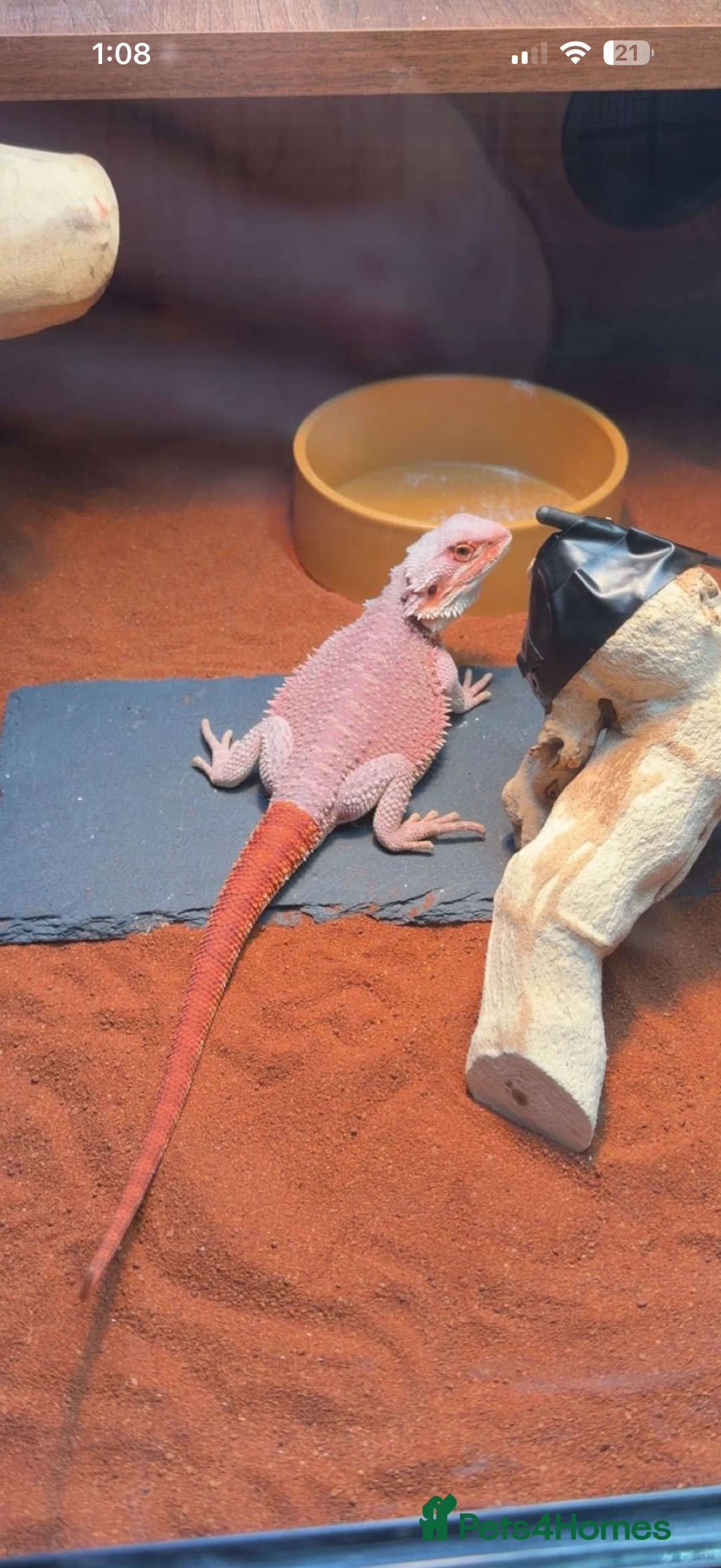 Bearded Dragon reptiles for sale: Red monster bearded dragon  - Advert 2