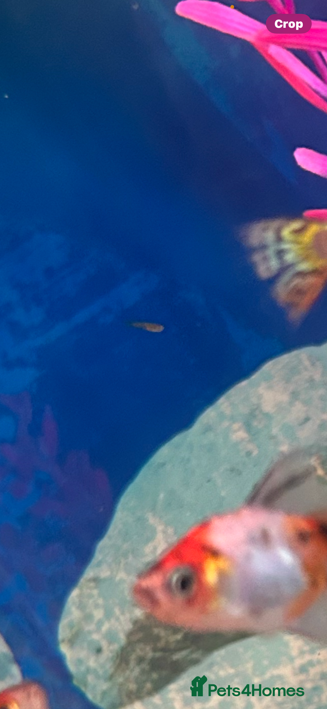 Mollies fish for sale: Full fish tank set up  - Image 2