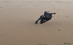 Hungarian Vizsla dogs for sale: Vizlador Female 10 months old  - Image 5