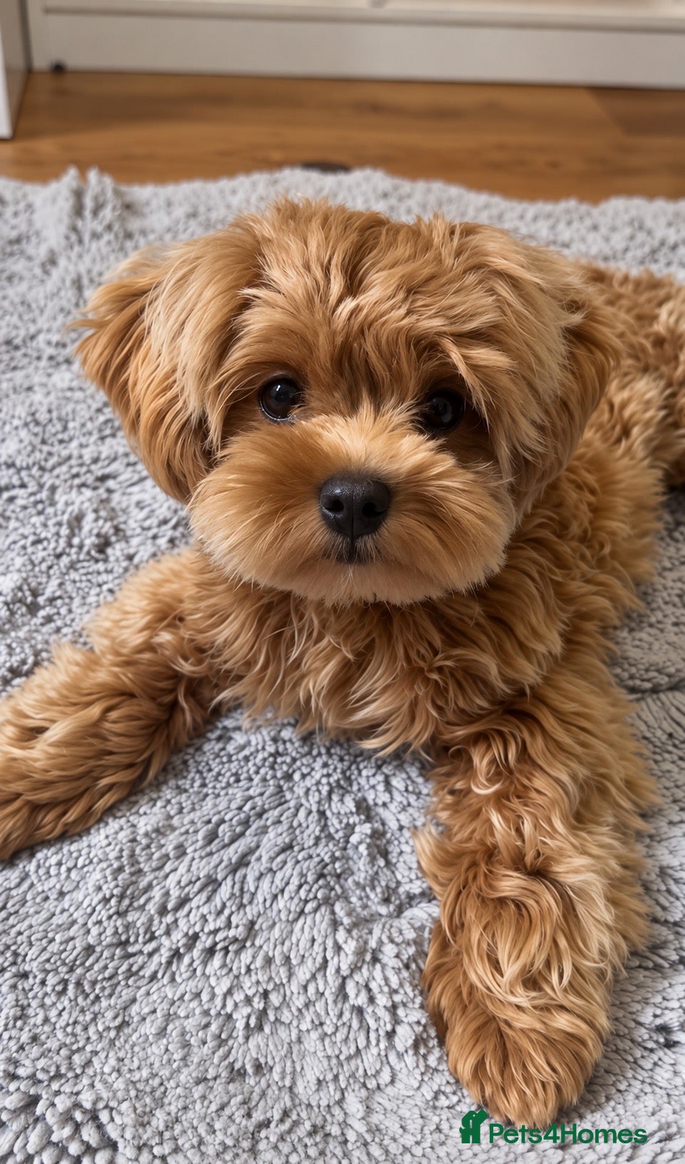 Maltipoo dogs Asian/Korean Maltipoo. DNA tested parents. - Advert 1