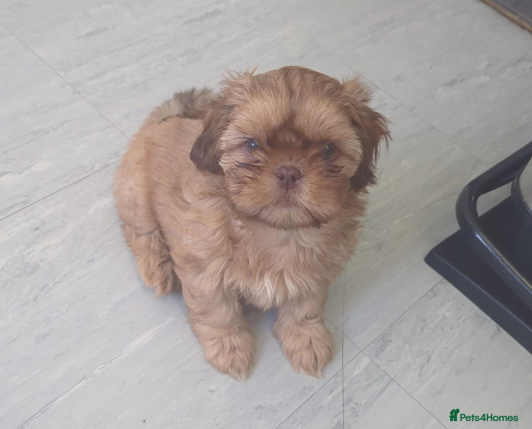 Shih Tzu dogs for sale: Imperial shih-tzus - Advert 17