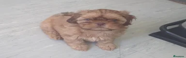 Shih Tzu Puppy 1