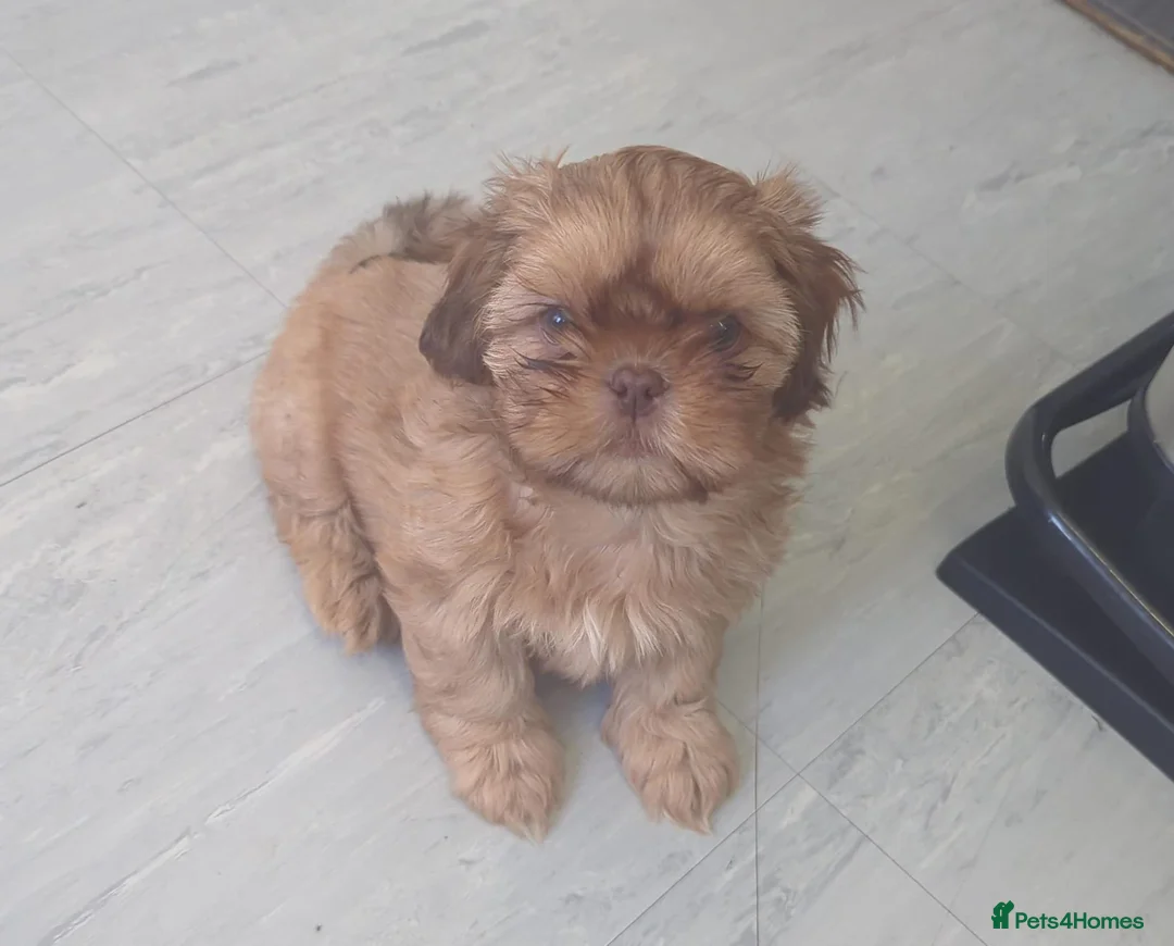 Shih Tzu dogs for sale: Imperial shih-tzus one cream boy left - Advert 22