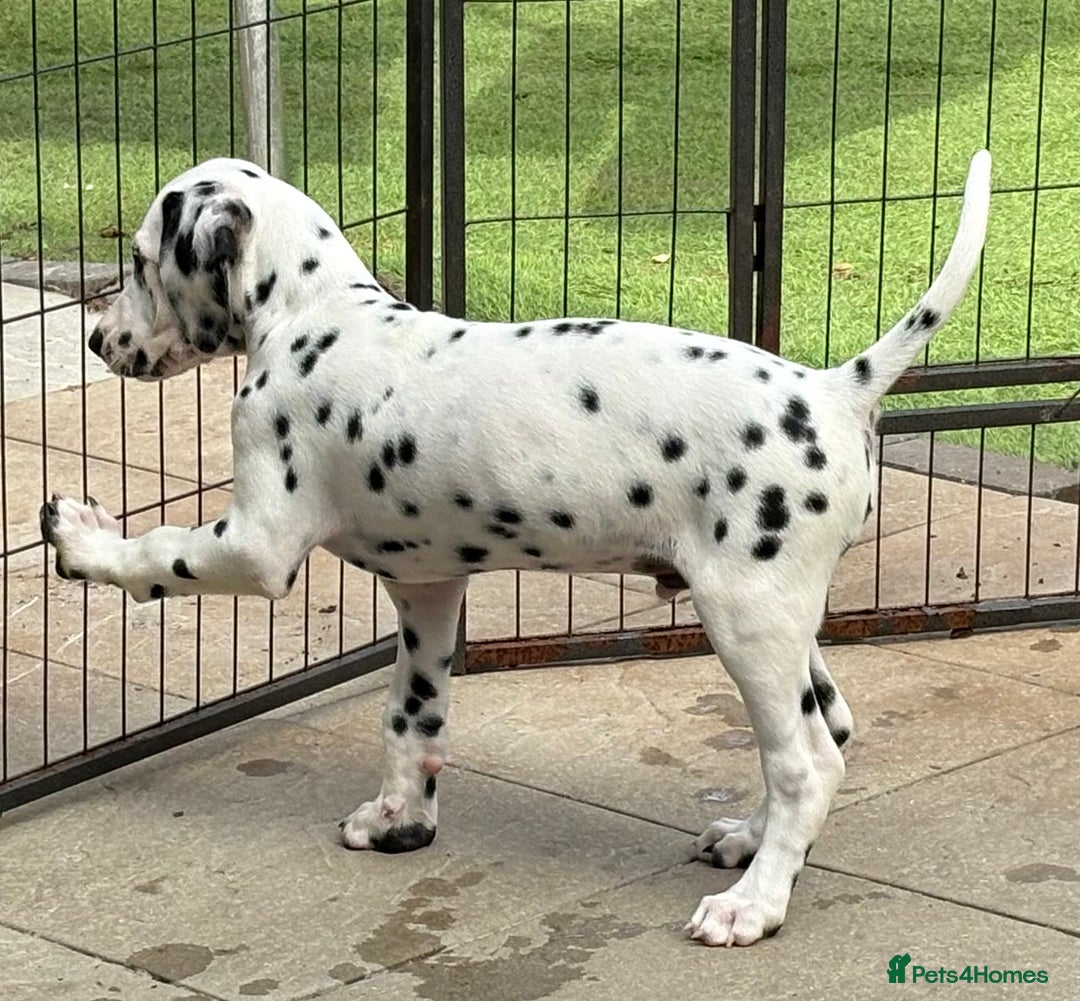 Dalmatian dogs for sale: One gorgeous KC registered Dalmatian puppy - Image 8