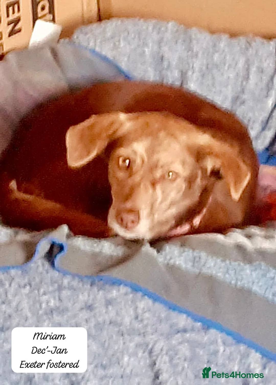 Mixed Breed dogs for adoption: Miriam, 14 months approx. Available for adoption.. - Advert 18