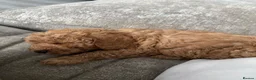 Cockapoo dogs for sale: A gorgeous litter of puppies  in Pontyclun - Advert 4