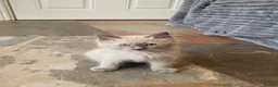 Ragdoll cats for sale: 💖9 Weeks Old💖Beautiful GCCF Ragdoll Kittens. - Advert 16