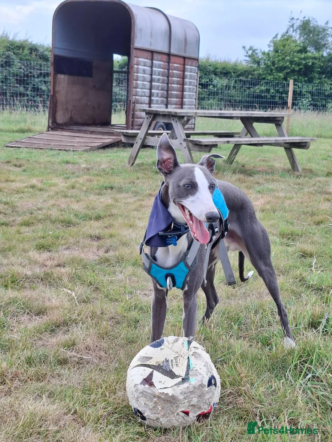 Whippet dogs for stud: Gorgeous boy for STUD ONLY  - Advert 2