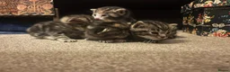 Mixed Breed cats for sale: Beautiful Tabby Kittens - Advert 14