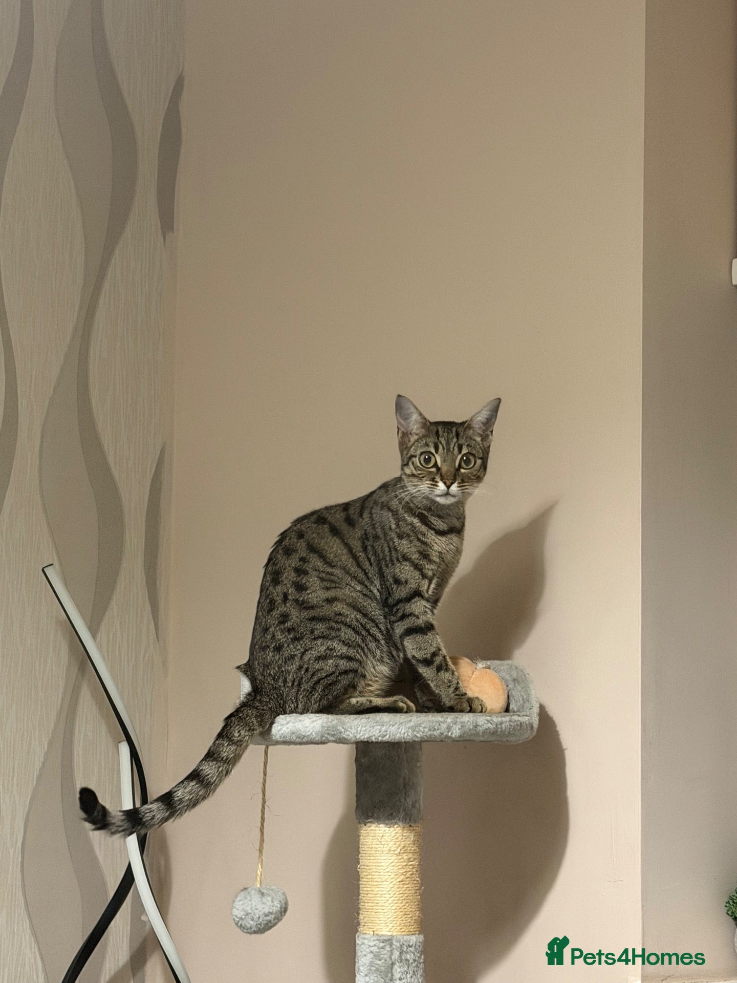 Mixed Breed cats Beautiful kitten🩷 - Advert 2