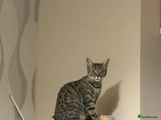 Mixed Breed cats Beautiful kitten🩷 - Advert 2