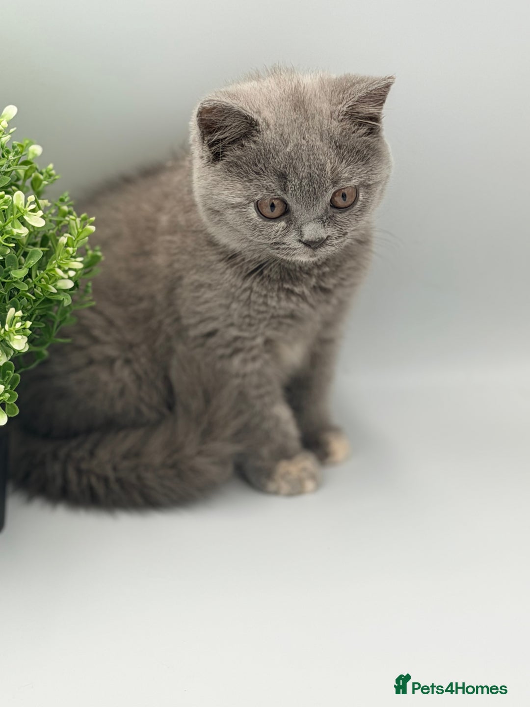 British Shorthair cats for sale: PEDIGREE REGISTERED CHUNKY BRITISH SHORTHAIRS  - Advert 19