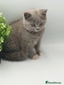 British Shorthair blue cream tortie 5