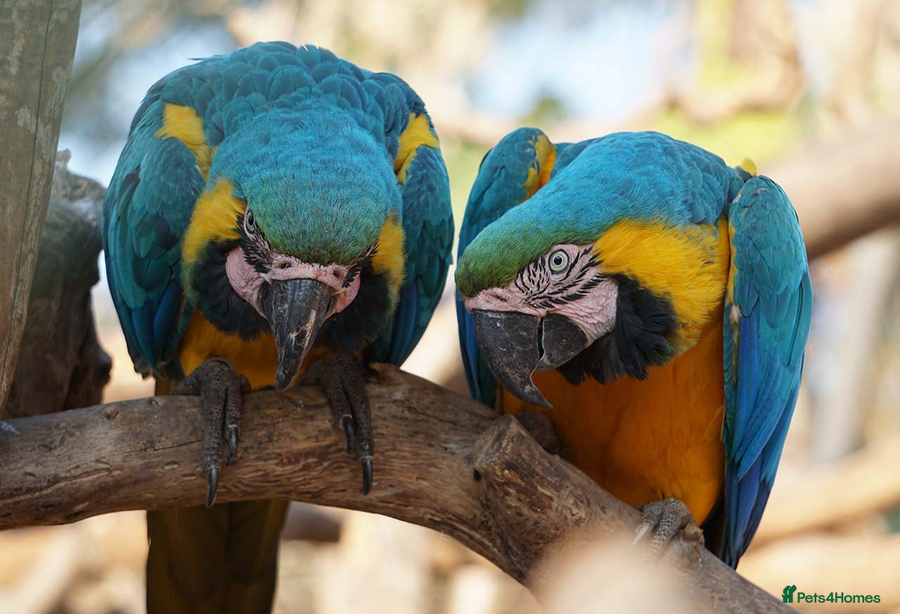 Macaws birds Blue-and-yellow macaws for sale  - Advert 1