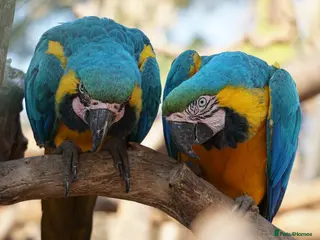 Macaws birds Blue-and-yellow macaws for sale - Advert 1