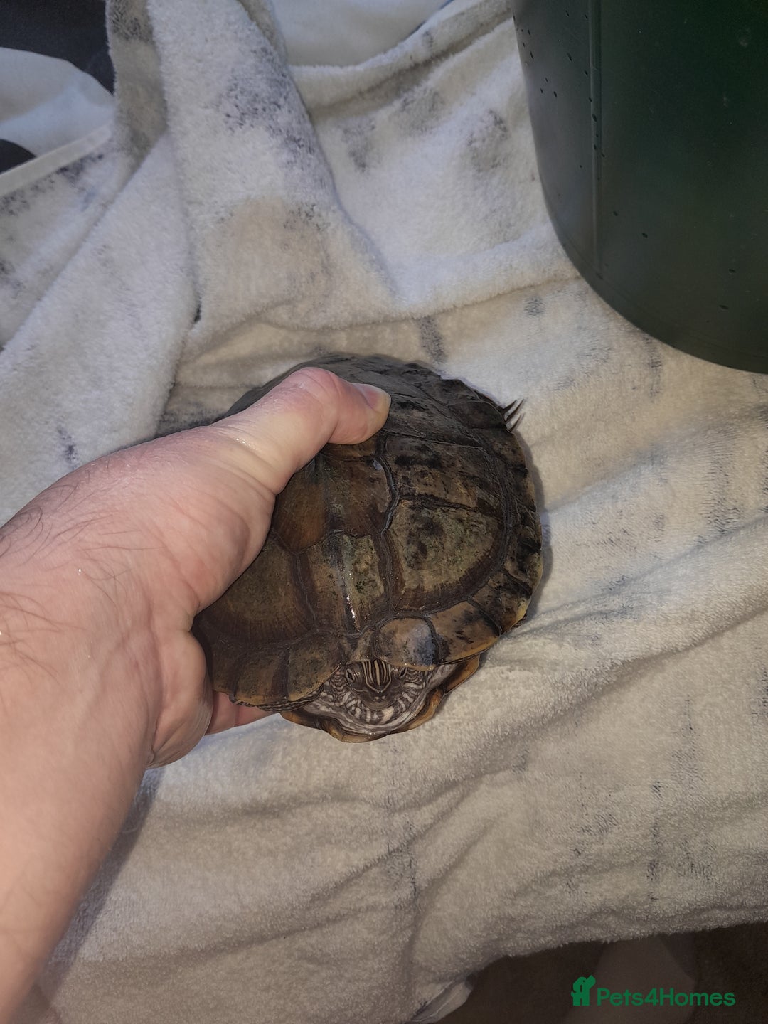Turtle reptiles for sale: Free mississippi turtle  - Image 2